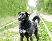 Добрая молодая собака Морозко в добрые руки Владимир