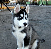 Продам чудесного щенка сибирского хаски Краснодар
