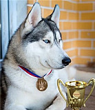 Продам чудесного щенка сибирского хаски Краснодар
