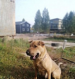 Собака Нижний Новгород