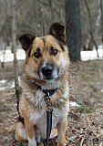 Пёс Артём ищет хозяина. Отдадим в хорошие руки Новосибирск