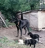Бесплатно щенки метисы для охраны Тимашевск