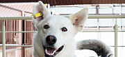 Мистерио самая лучшая в приюте собака ищет дом Нижний Новгород