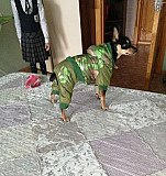 Одежда для собак Барнаул