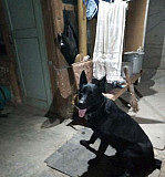 Собака Будённовск