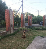 Собака Краснодар