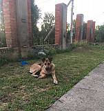 Собака Краснодар