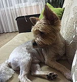 Собака Йорк Ульяновск