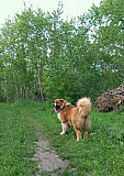 Кавказская овчарка(вязка) Челябинск