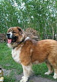 Кавказская овчарка(вязка) Челябинск