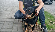 Найдена собака Калининград