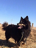 Лохматая, красивая, молодая собака в хорошие руки Кострома