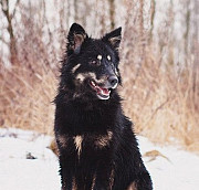 Лохматая, красивая, молодая собака в хорошие руки Кострома