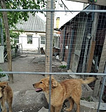 Собачка Вега с дочкой Варей Белгород