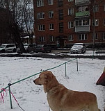 Собака в дар Ликино-Дулево