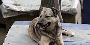 Молодая ласковая собака Изи Воскресенск