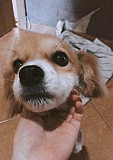 Собака, порода папильон смешанный с корги Калининград