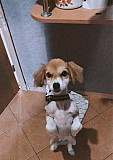 Собака, порода папильон смешанный с корги Калининград