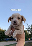 Собака Ленинградская
