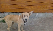Собака ирландский терьер, около пяти месяцев. Отли Ульяновск