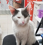 Найден кот Иваново