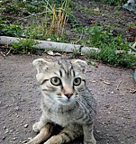 Найден котенок Александро-Невский