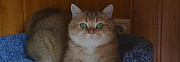 Клубный котик драгоценного окраса и кот для вязки Воронеж
