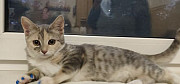 Котёнок Рязань