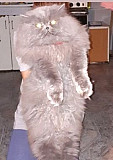 Персидский кот с золотыми яицами приглаш на вязку Ессентуки