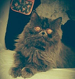 Персидский кот с золотыми яицами приглаш на вязку Ессентуки