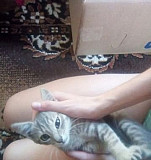Котёнок в дар Белгород