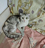 Кошка ищет хозяина Воронеж