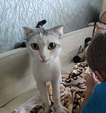 Кошка ищет хозяина Воронеж