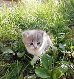 Кошка Чистополь
