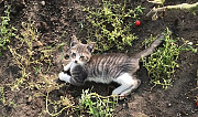Кошка Гурьевск