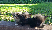 3 котёнка ищут семью Углич