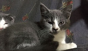 Котята 1 кот и 2 кошки котятам 3 месяца игривые к Люберцы