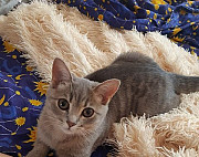 Шотландская кошка Магнитогорск