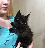 Полидактильные котята мейн-кун Краснодар