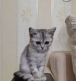 Многострадального котёнка в добрые руки Пермь
