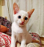 Тайский котенок Казань