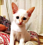 Тайский котенок Казань