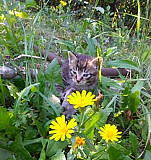 Котёнок Новочеркасск