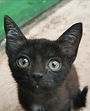 Кошка черная Копейск