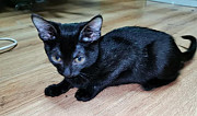 Кошка черная Копейск
