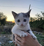 Котята в добрые руки со стерилизацией в подарок Новочеркасск