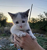 Котята в добрые руки со стерилизацией в подарок Новочеркасск