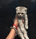 Шатланская вислоухий котёнок мальчик окрас серебри Махачкала