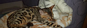 Бенгальская кошка Тобольск