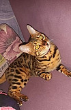 Бенгальская кошка Тобольск